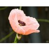 Papaver Pink Perfection (2)