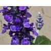 Šalvěj 'Mystic Spires' - Salvia 'Mystic Spires'