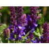 Salvia Blue Marvel (3)
