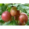 rote stachelbeere achilles m071571 w 0