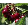 Višeň 'Achat®' - kontejner