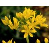 moly luteum