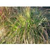 Dochan psárkovitý 'National Arboretum'- Pennisetum alopecuroides 'National Arboretum'