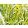phalaris arundinacea arctic sun 2