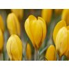 large yellow