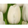 tulipa catherina 1 2