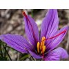 crocus sativus