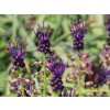 muscari comosum 1247