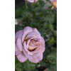 a025f9be75278f50