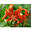 lilium splendens