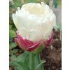 Tulipán 'Ice Cream'  Tulipa 'Ice Cream'