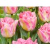 tulipa pink delight 1 1