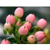 miracle blossom