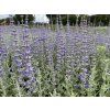 Perovskie lebedolistá 'Prime Time' - Perovskia atriplicifolia 'Prime Time'