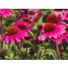 Echinacea Sensation Pink (3)
