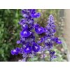 Šalvěj pomoučená 'Sallyfun Deep Ocean' - Salvia farinacea 'Sallyfun Deep Ocean'