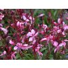 Svíčkovec lindheimeri BELLEZA 'Compact Pink' - Gaura lindheimeri BELLEZA 'Compact Pink'