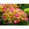 Hydrangea Hy Pe Red (2)