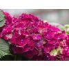 Hydrangea macrophylla Mophead Red