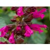 Šalvěj Salgoon® 'Lake Flamingo' - Salvia Salgoon® 'Lake Flamingo'