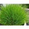 amigreen