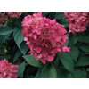 Hortenzie latnatá 'Bonfire®'