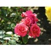 strauchrose lichtblick m059947 w 6