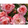 124523 rosensta