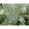 Hortenzie latnatá Living 'Milk & Honey'®