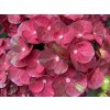 Hydrangea macrophylla Rebellion Pistachio Love 20240701 2
