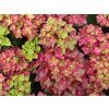 Hydrangea macrophylla Rebellion Red Love 20240702 1