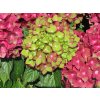 Hydrangea macrophylla Rebellion Red Love 20240723 3