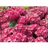 Hydrangea macrophylla Rebellion Red Love 20240723 1