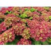 Hydrangea macrophylla Rebellion Red Love 20240702 3