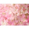 Hydrangea pan. Magical Andes L (detail 4)