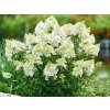Hydrangea pan Magical Andes Bo 220727 8964 L