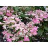 Hydrangea paniculata Prim Red (3)