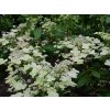 Hydrangea paniculata Prim Red (2)
