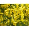 Cytisus genet a balais