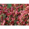 Cytisus scopariusx Roter Favorit a 2004