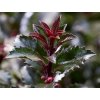 ilmanny ilex gentle close up foliage
