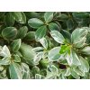 bonetero del japon albomarginatus euonymus japonicus 800x800 sTBWEqn
