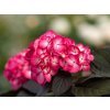 Hydrangea macrophylla ECLIPSE FE HM17 R5 06 IF 20656 6