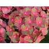 Hydrangea macrophylla Rebellion Choco Love 20240723 2