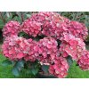 Hydrangea macrophylla Rebellion Choco Love 20240723 1