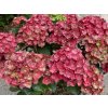 Hydrangea macrophylla Rebellion Choco Love 20240701 4