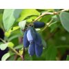 lonicera kamtschatica leningradskij velikan