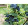 124679 zimolez kamcatsky blue forest