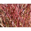 chinaschilf ruby cute m117918 w 0