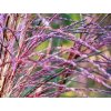 miscanthus sinensis serengeti 11082023 2 2easy resizecom